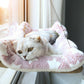 Suction Cup Hanging Cat Hammock